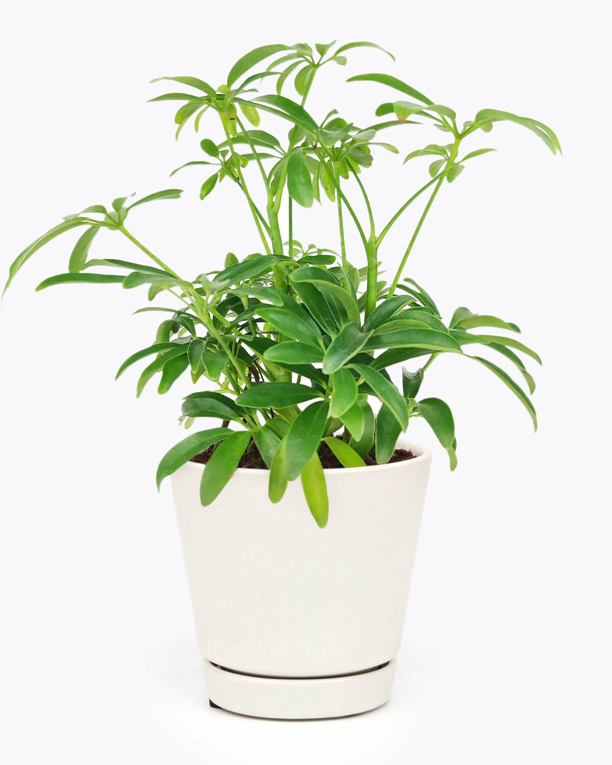 medium to bright light houseplant, Schefflera Arboricola houseplant, best indoor plant for home and office decoration, Dwarf Umbrella Tree