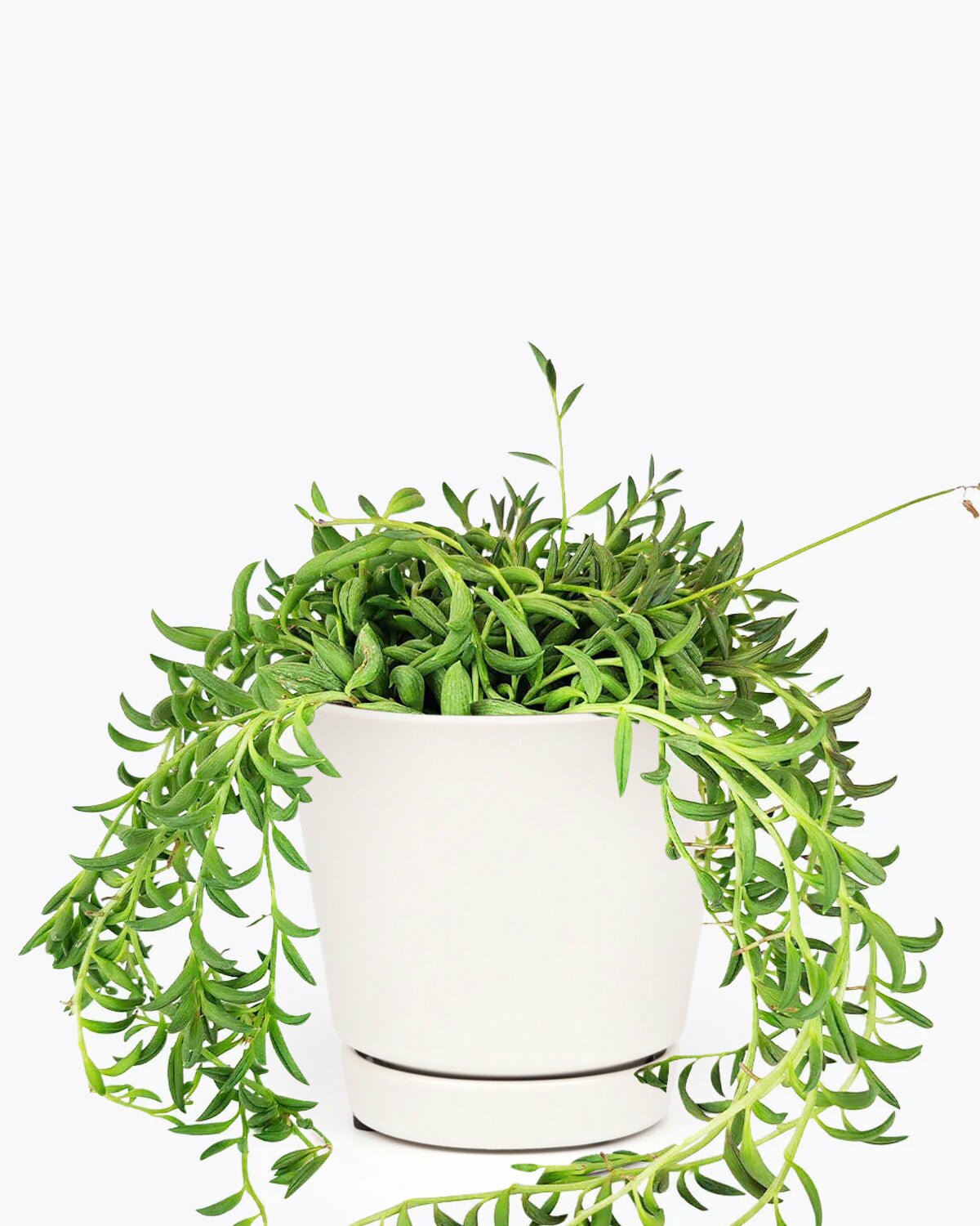 Senecio String of Bananas in 6 inch plant pot, Senecio String of Bananas in white 6 inch pot, Senecio String of Bananas in 6inch minimalist pot