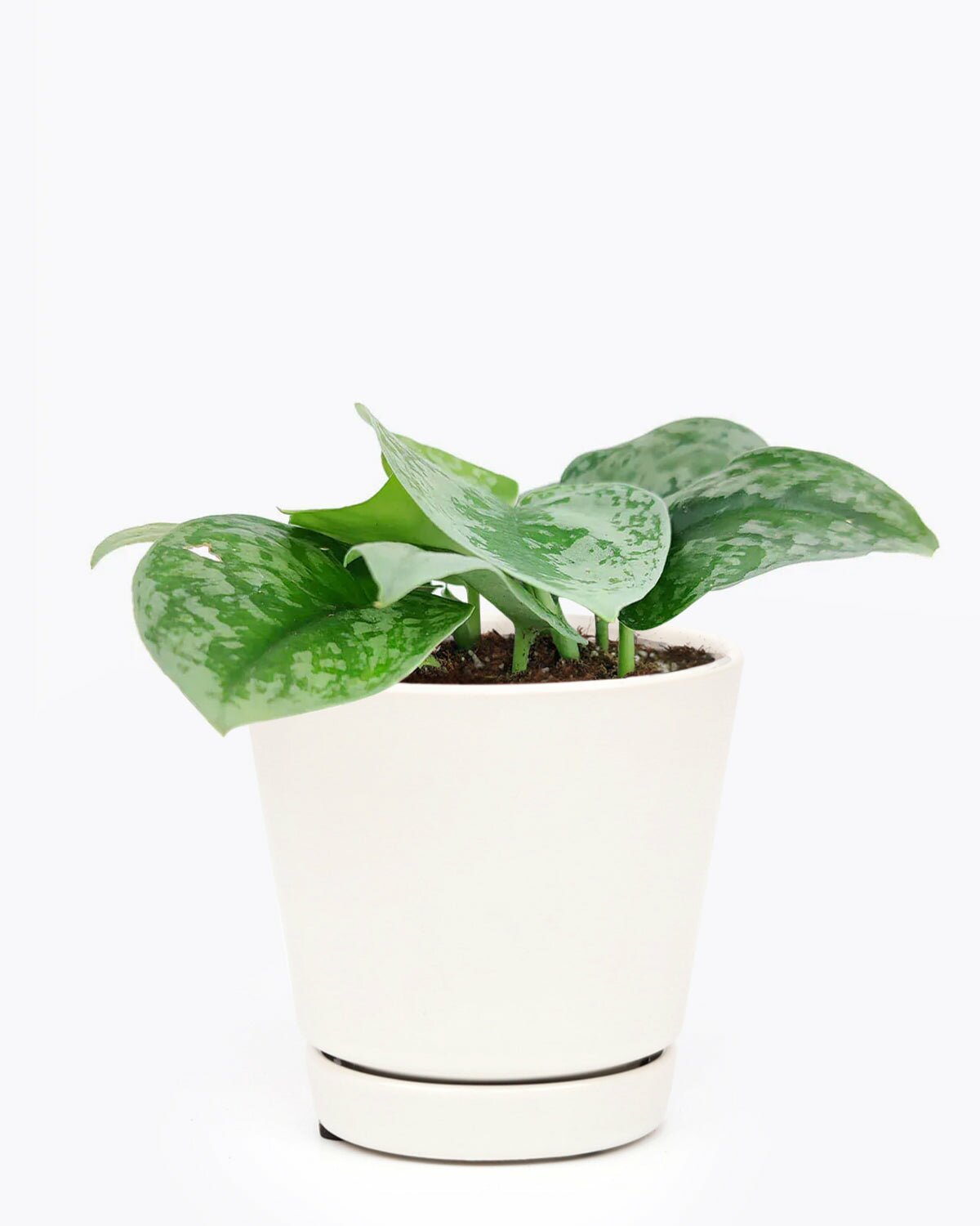 Silver Splash Pothos in white ceramic pot, Silver Splash Pothos in indoor pot, Silver Splash Pothos in white plant pot for sale