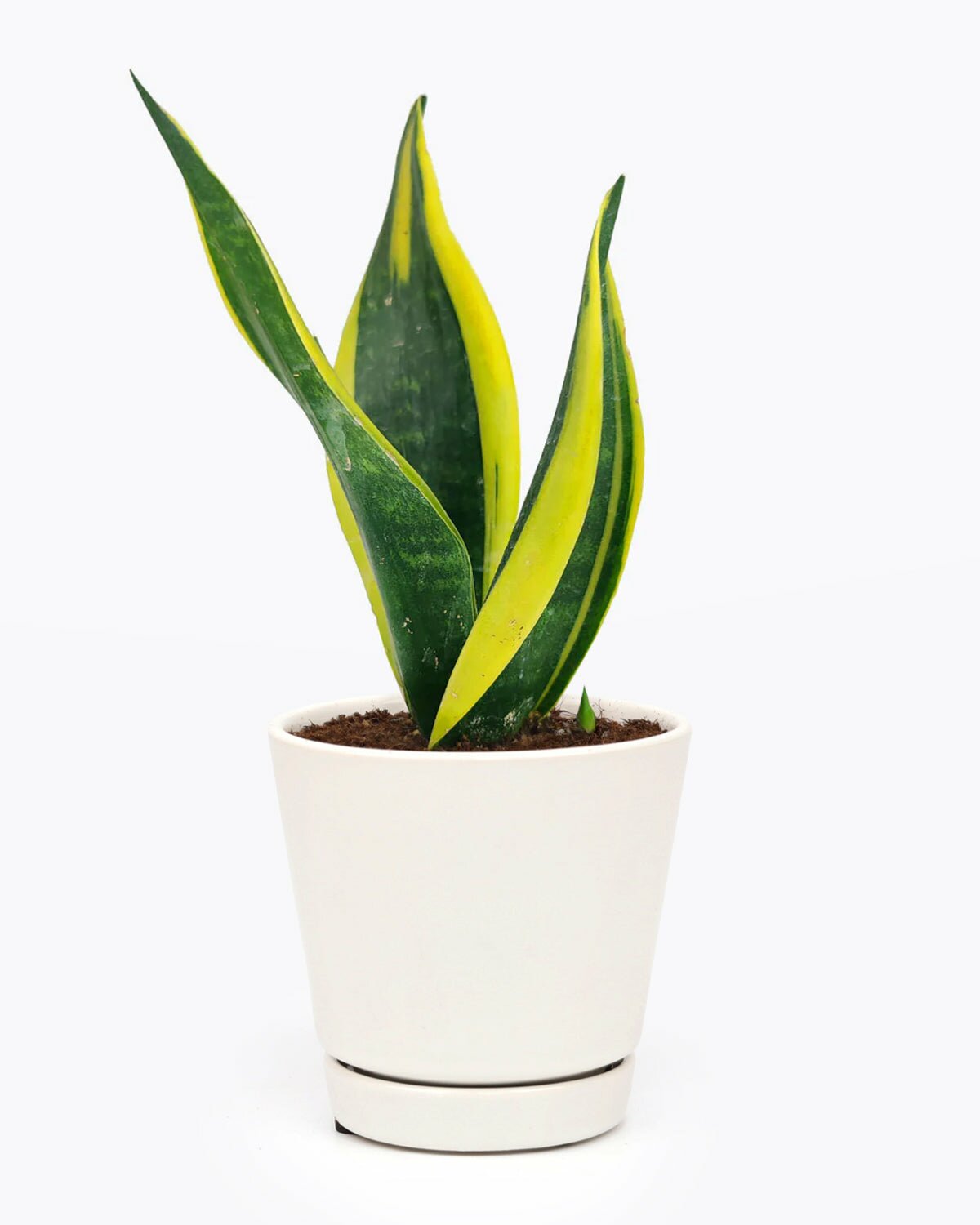 Snake Plant Sansevieria Gold Flame in pot with drainage, Snake Plant Sansevieria Gold Flame in medium white ceramic pot, Snake Plant Sansevieria Gold Flame in modern pot