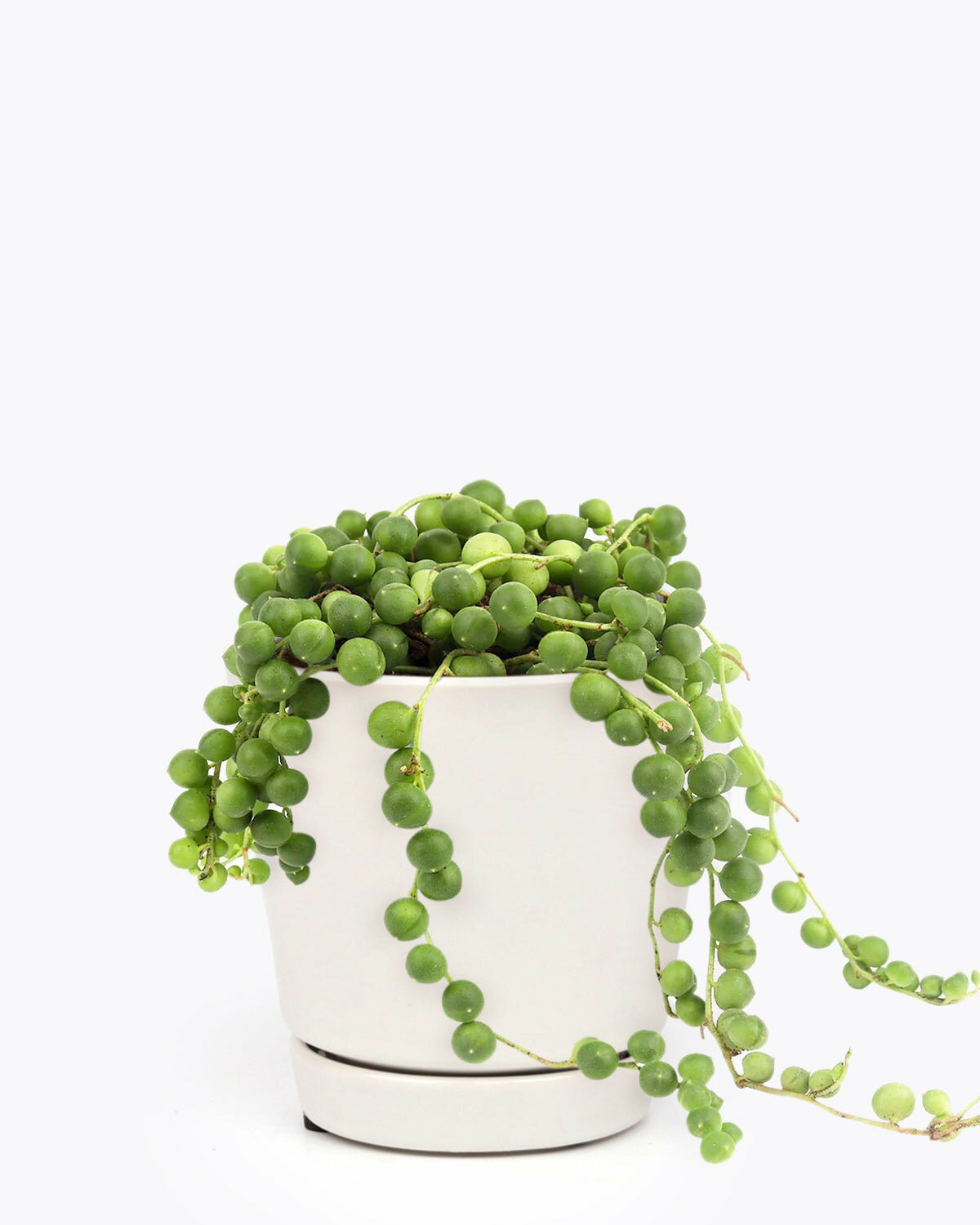 String Of Pearls in large pot, String Of Pearls in 6 inch indoor plant pot, String Of Pearls in white ceramic pot with saucer