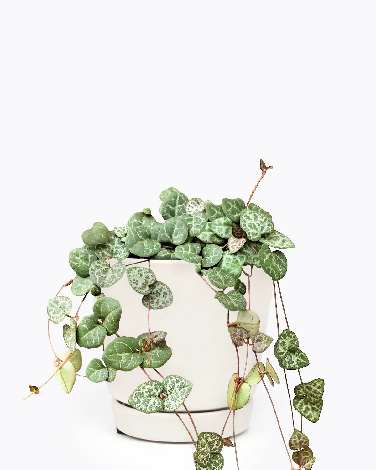 string plants indoor String Of Hearts Ceropegia Woodii - Trailing Houseplant for Sale