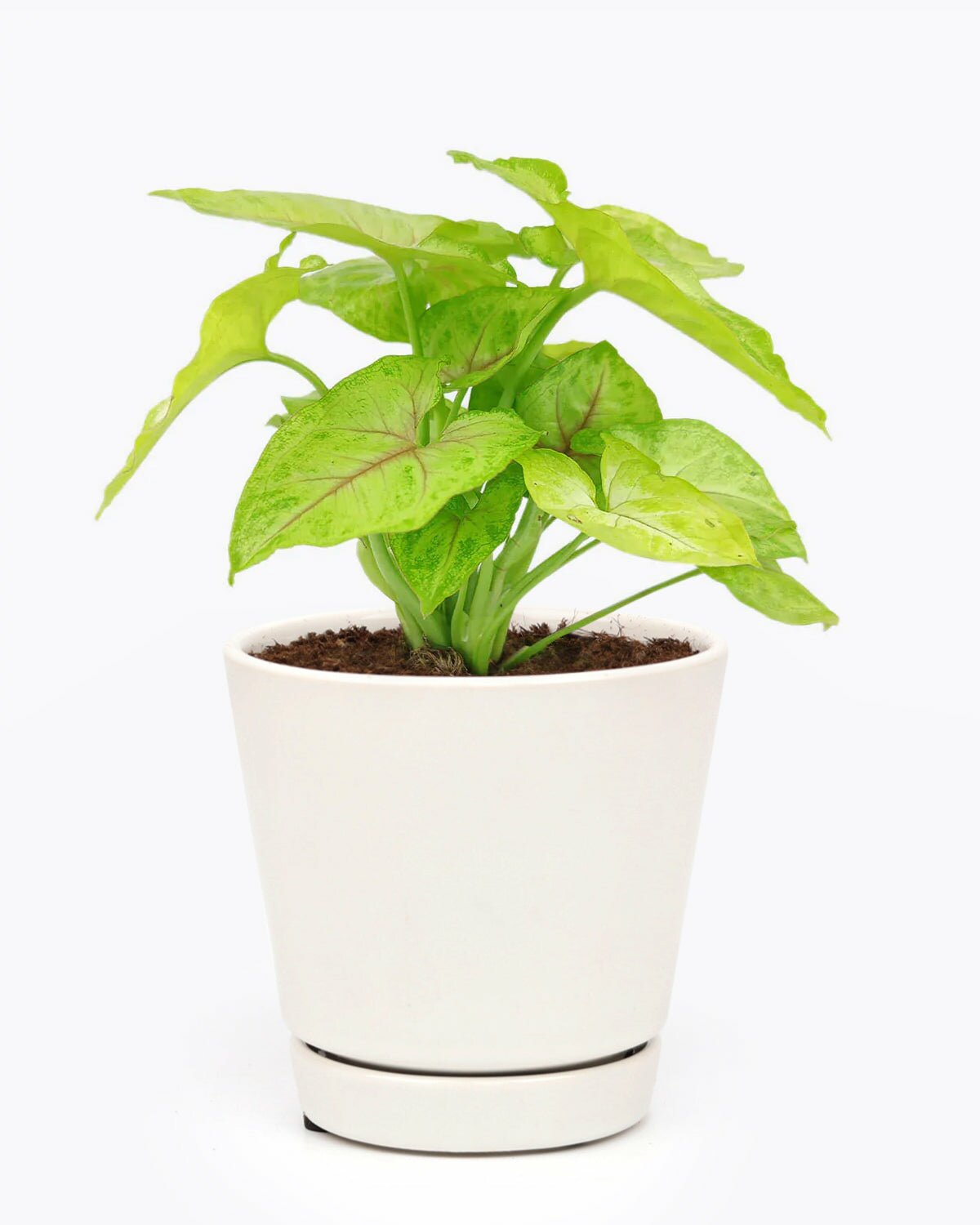 common houseplant, Syngonium Gold Allusion houseplant, easy to care houseplant, unique foliage houseplant, houseplant for sale