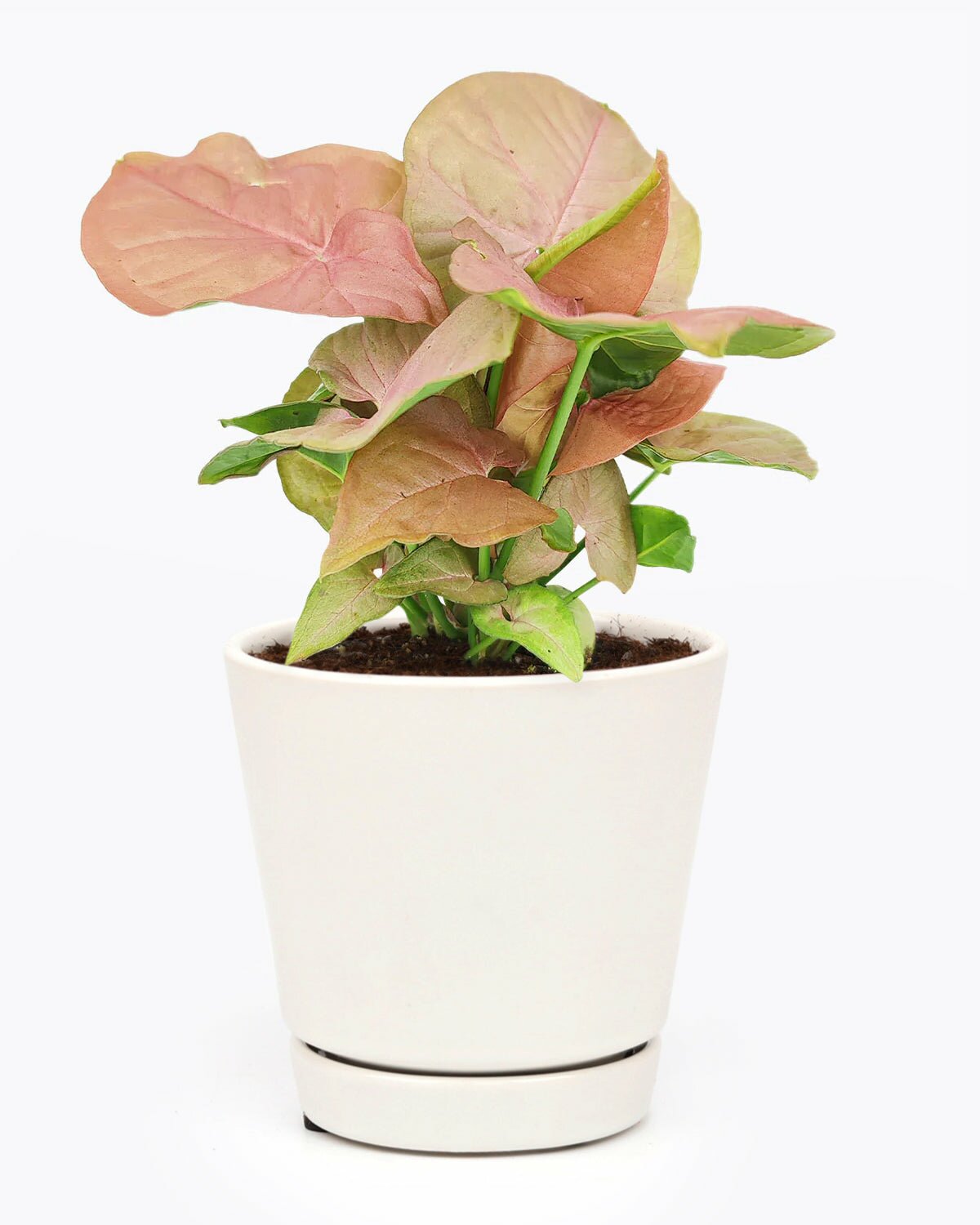 Syngonium Neon Robusta in 4 inch white ceramic pot for sale, Syngonium Neon Robusta in medium plant pot, Syngonium Neon Robusta in minimalist pot, Syngonium Neon Robusta in pot for home decoration