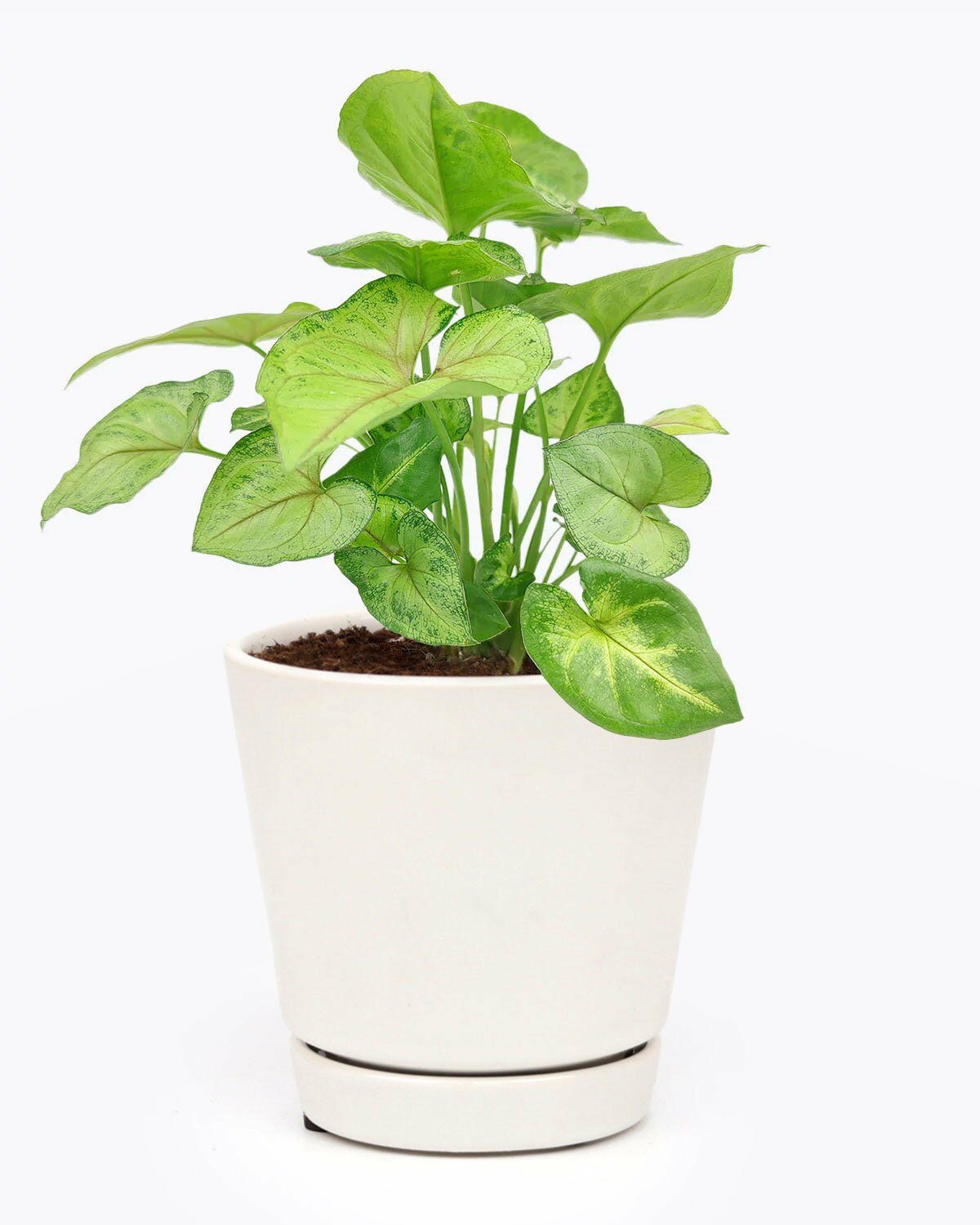syngonium pink indoor plant Syngonium Pink Allusion - Heart-shaped Foliage Houseplant