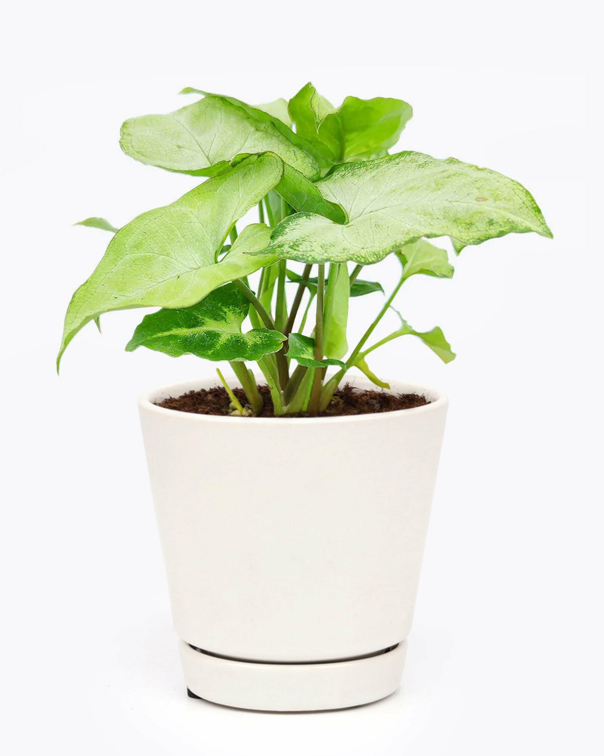 best indoor plant for beginners, unique foliage houseplant, easy to care houseplant, Syngonium White Butterfly houseplant, medium and low light houseplant, houseplant for home and office decoration
