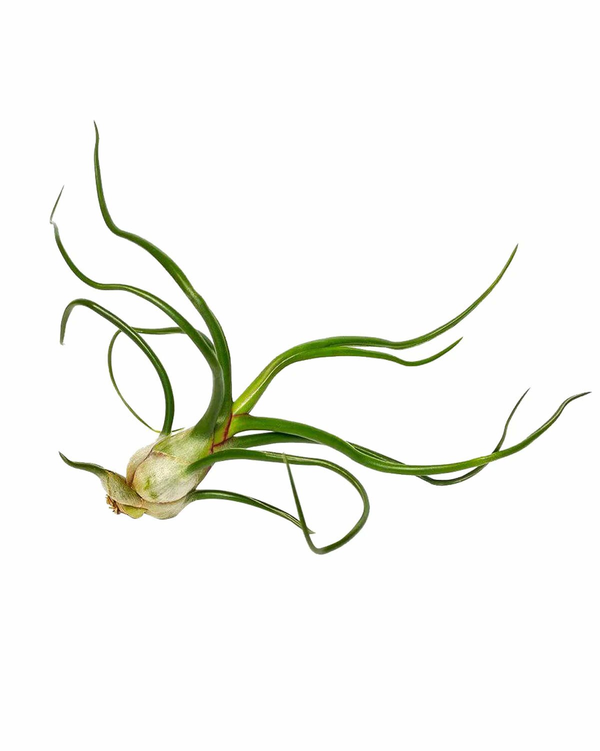 Tillandsia tonantha rubra, Bulbosa Belize, where belize located, where belize, bulbosa belize air plant, ionantha rubra, who colonized belize, bulbosa