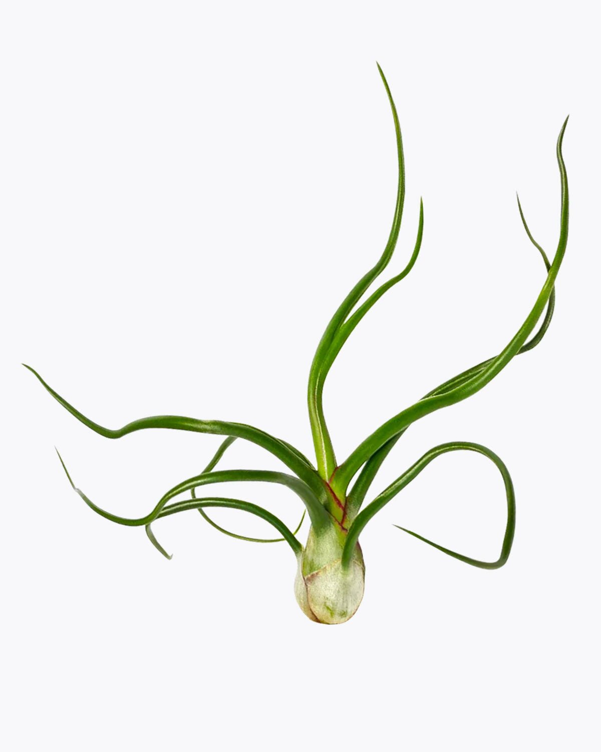 Tillandsia tonantha rubra, Bulbosa Belize, where belize located, where belize, bulbosa belize air plant, ionantha rubra, who colonized belize, bulbosa