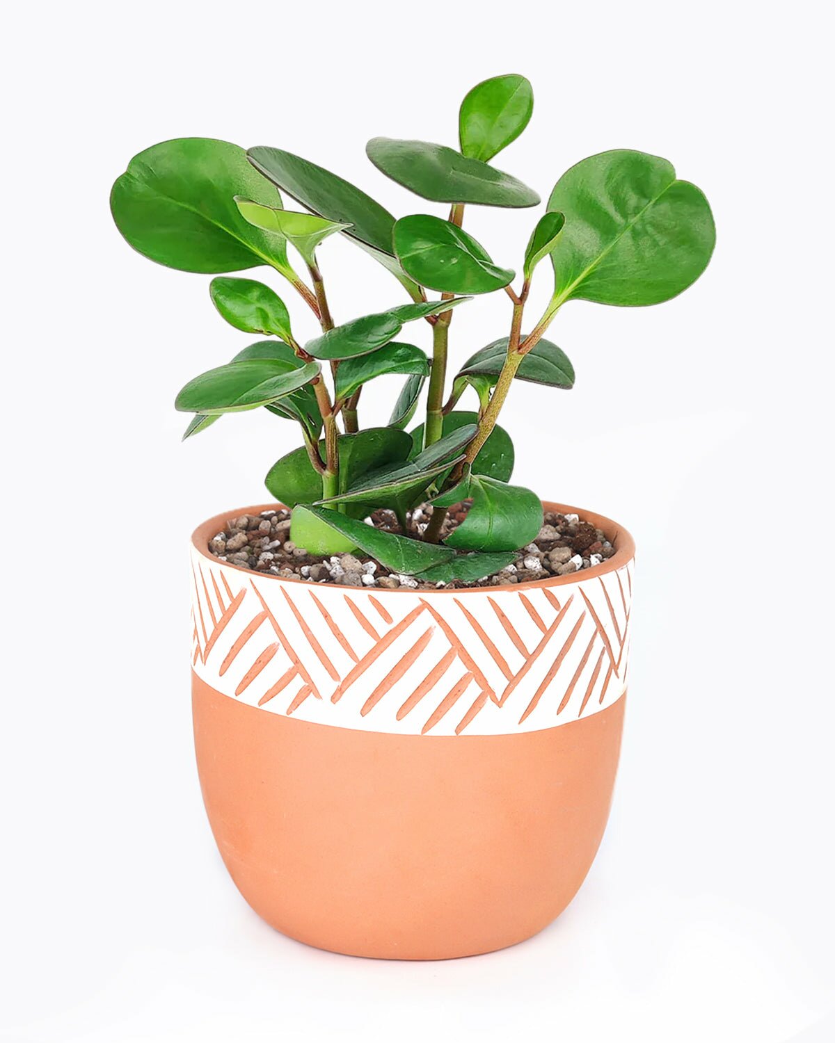 decorative clay pots for indoor plants Clay White Color Modern Pot 5.5 inch Size - Decorative Planter for Houseplants