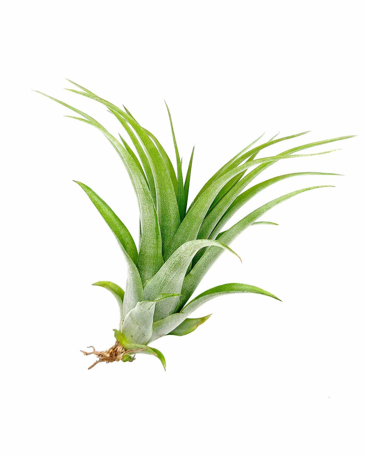 ragnaroc Live Air Plants - Tillandsia Gift Box TOR Variety Pack