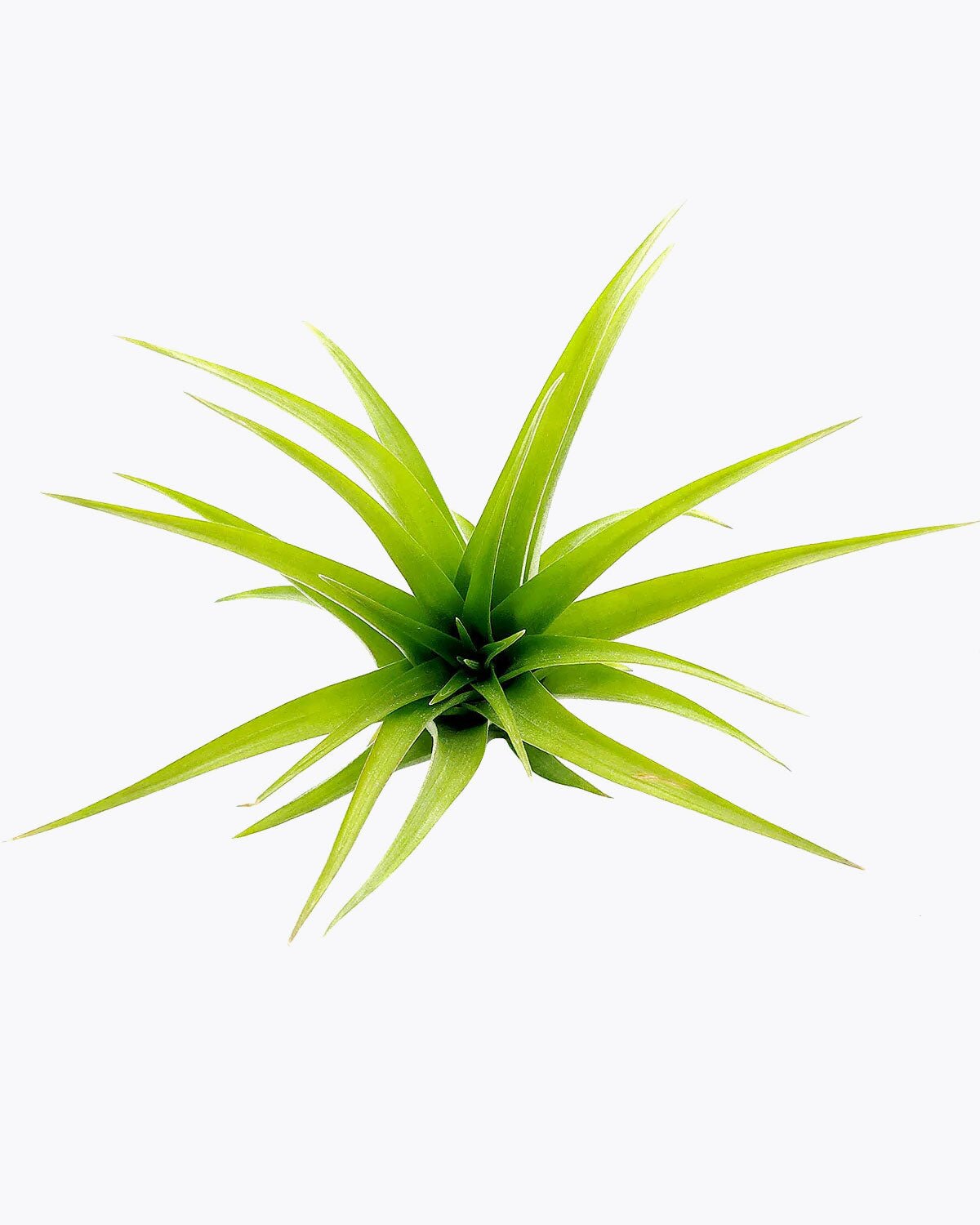 Tillandsia Brachycaulos Air Plant for sale, How to grow Tillandsia Brachycaulos Air Plant, Tillandsia Brachycaulos Air Plant with care guide, unique air plant gift ideas, buy air plant subscription box monthly