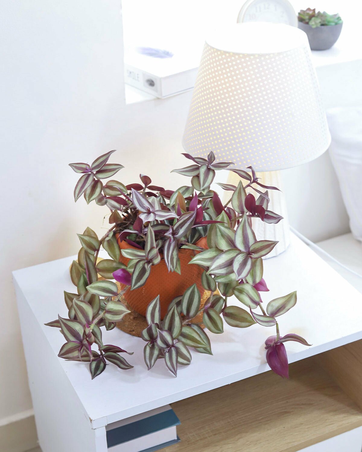 colourful foliage houseplant, houseplant for home office decoration, Tradescantia Zebrina Wandering Jew, Tradescantia care guide, Wandering Dude