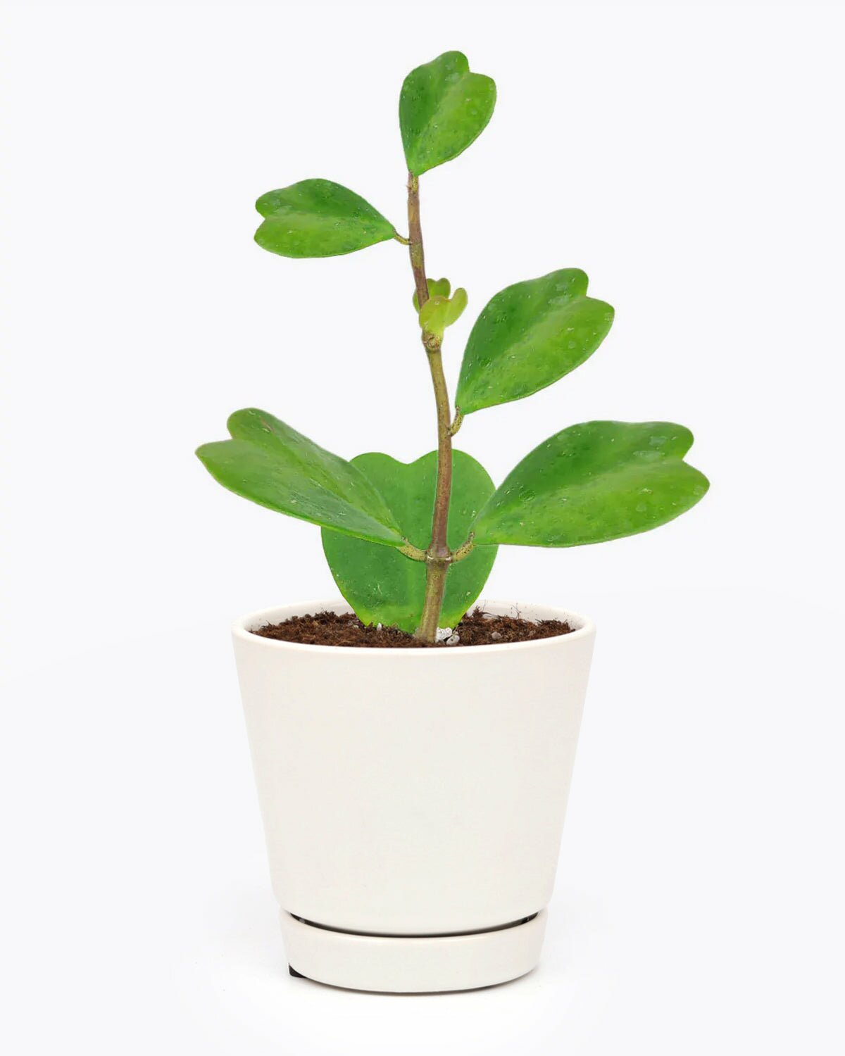 Trailing Hoya Kerrii Heart for sale, best trailing indoor plant, Trailing Hoya Kerrii Heart, easy to care houseplant, best indoor plant for decoration