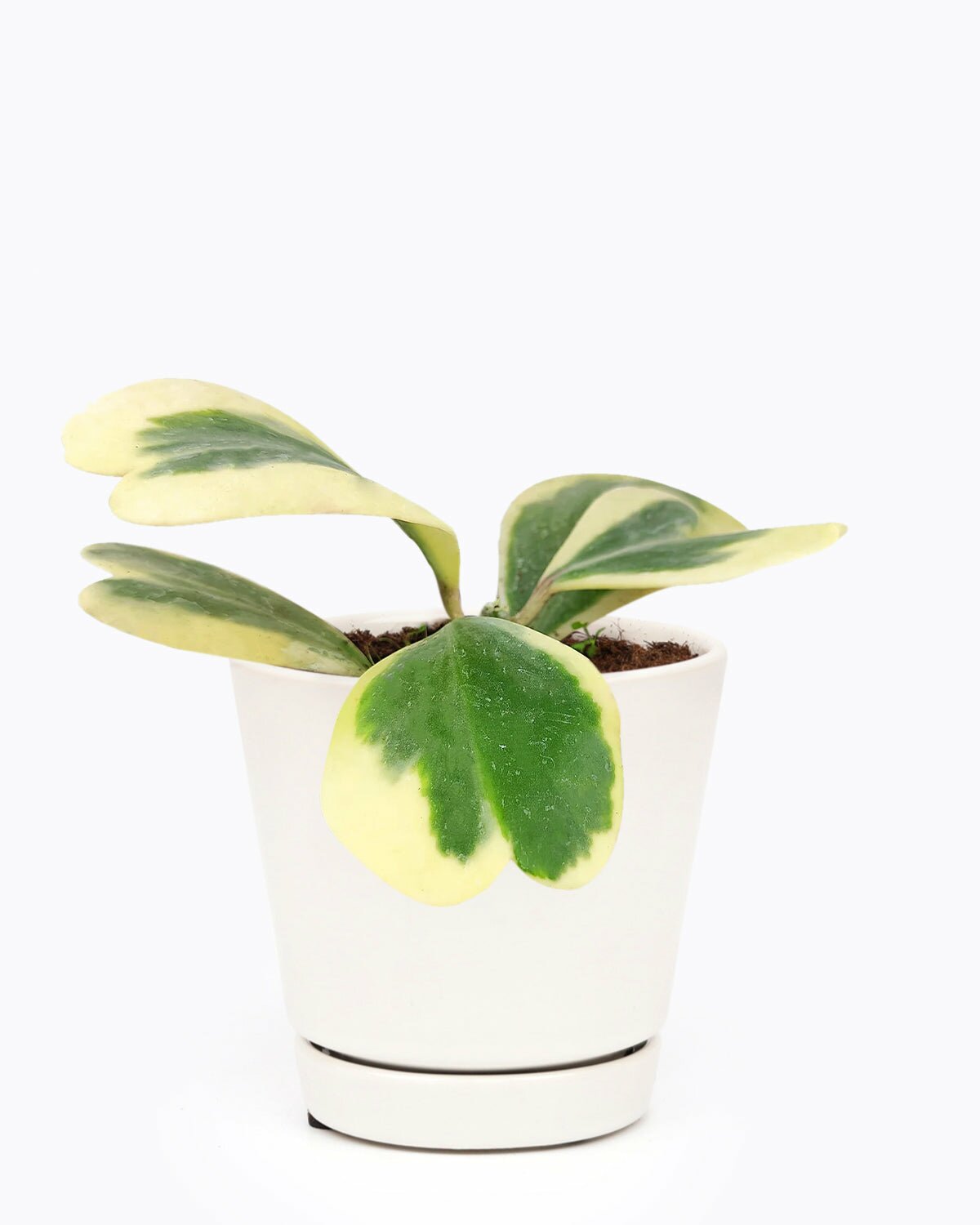 Hoya Heart Variegated, Valentine Hoya Variegated, how to care for Variegated Hoya Heart, heart-shaped houseplant, hoya for Valentine's Day, hoya for gift, hoya care guide, Variegated Trailing Hoya Kerrii Heart, Heart-Shaped Succulents for Valentine's Day, Heart-Shaped Plant for Valentine's Day, Hoya Kerrii Heart for sale, Sweetheart Hoya for Sale