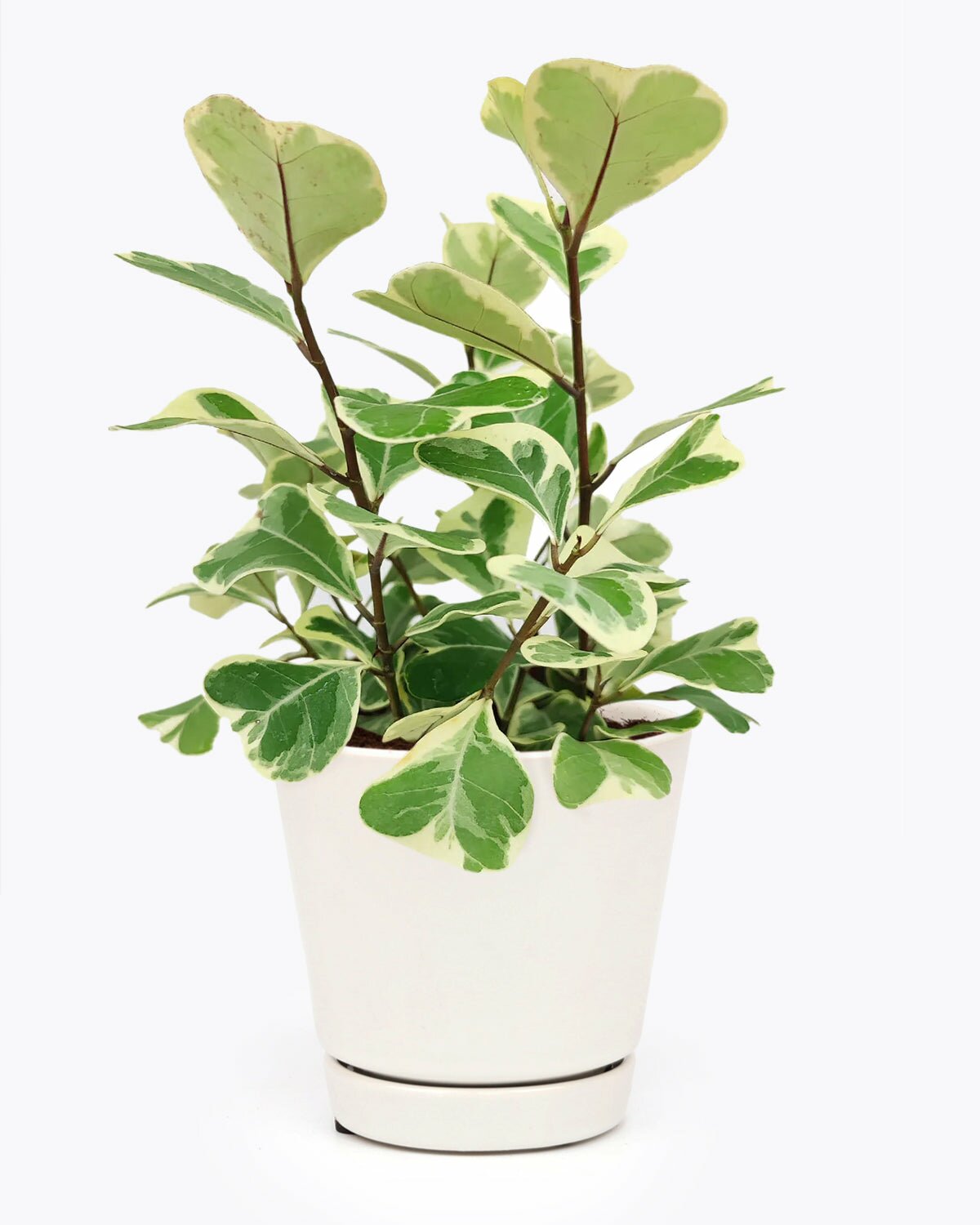 Ficus Triangularis houseplant, how to care for Ficus Triangularis Variegated, easy to care houseplant for beginners, variegated houseplant for home and office, rare and unique houseplant
