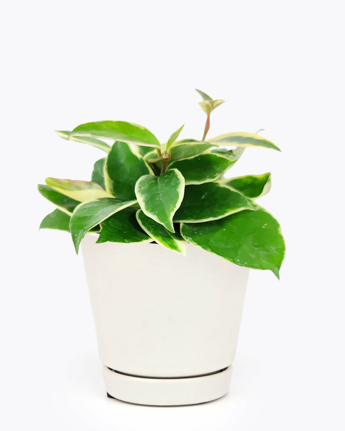 houseplant with big leaves, easy to care houseplant, houseplant for home and office decoration, Variegated Hoya Carnosa, rare hoya plant for sale, hoya plant for sale, best indoor plant