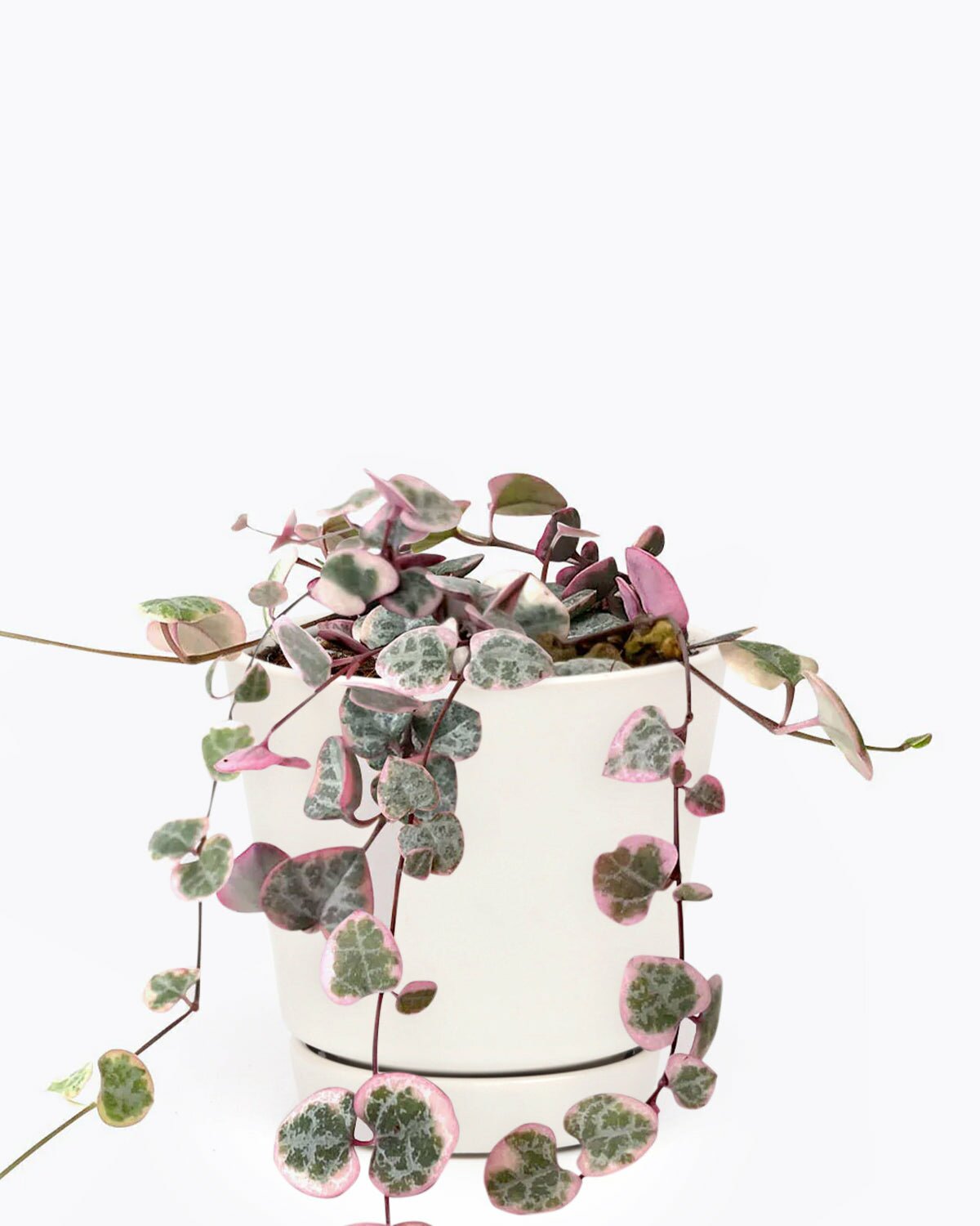 Variegated String of Hearts, string of heart for sale, rare string of heart, rare houseplant, trailing houseplant, easy to care houseplant