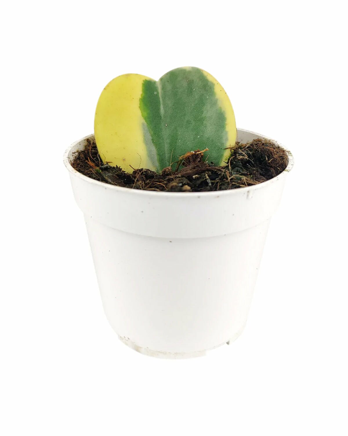 variegated hoya kerrii heart, hoya houseplant, rare houseplant, easy to care houseplant, best indoor plant for beginners